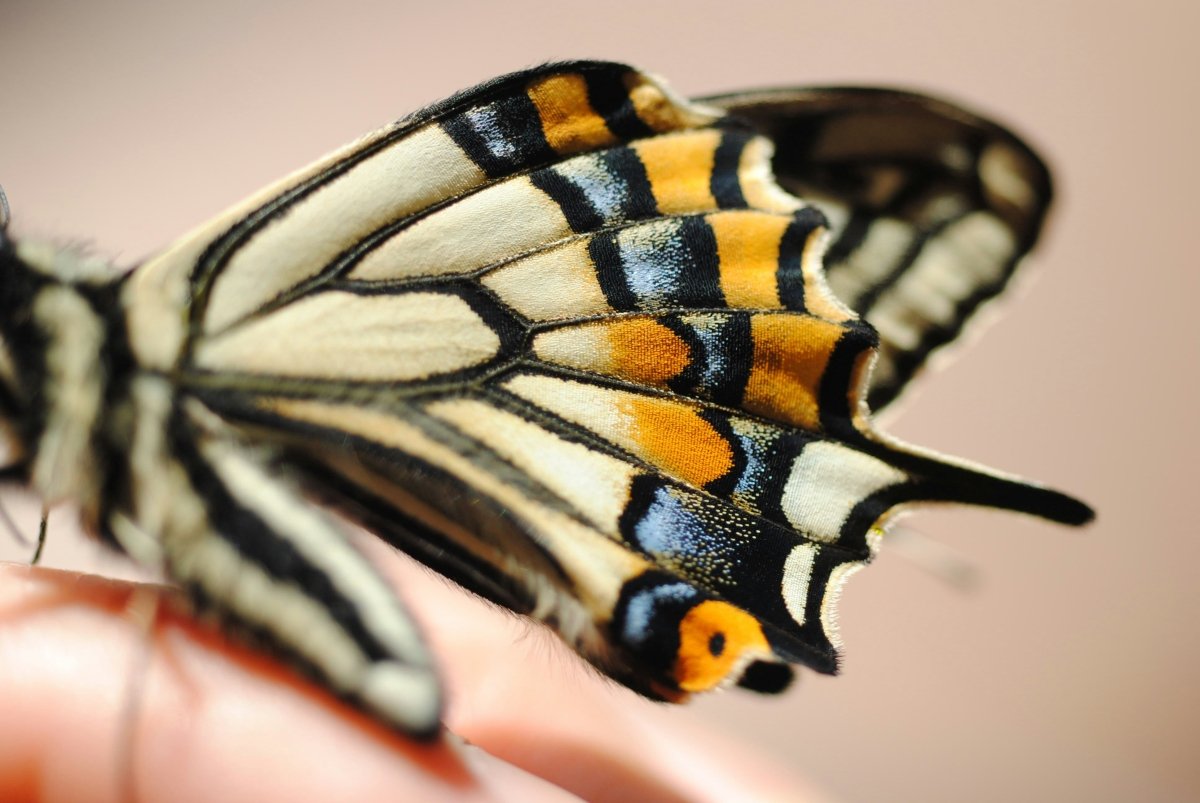 Flutter Ring - SunTouch Jewelry