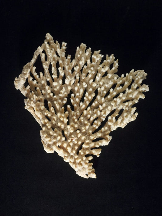 Reef Branch Pendant - SunTouch Jewelry