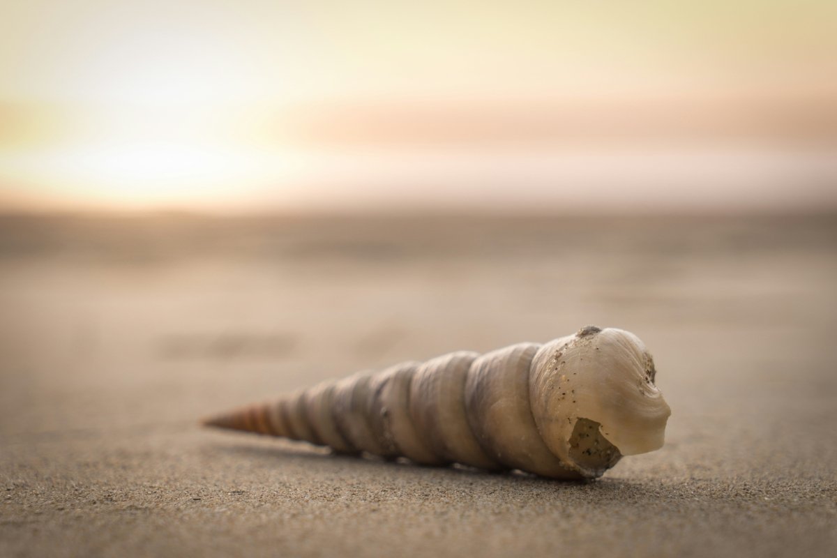 Spiral Shell Pendant - SunTouch Jewelry