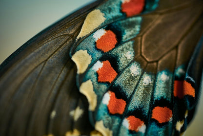 Flutter Ring - SunTouch Jewelry