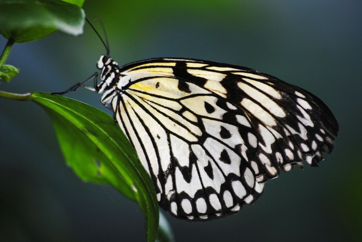 Flutter Ring - SunTouch Jewelry