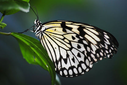 Flutter Ring - SunTouch Jewelry