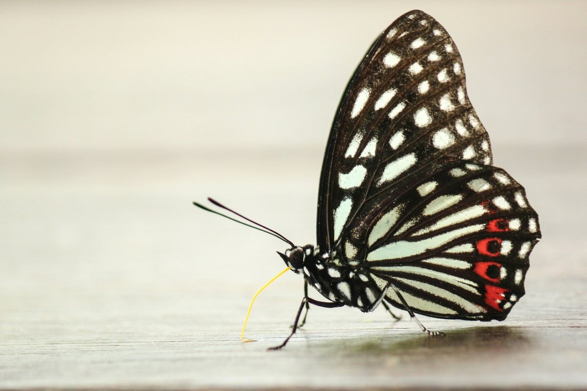 Flutter Ring - SunTouch Jewelry