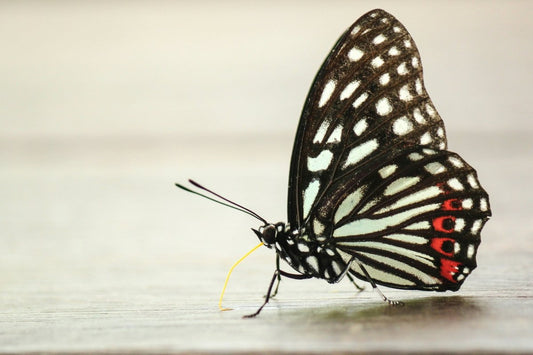 Flutter Ring - SunTouch Jewelry