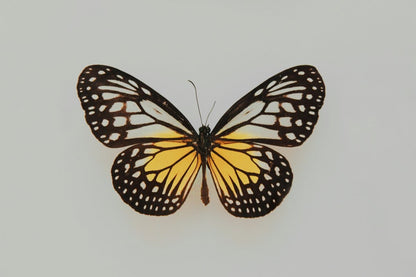 Flutter Ring - SunTouch Jewelry