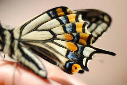 Flutter Ring - SunTouch Jewelry