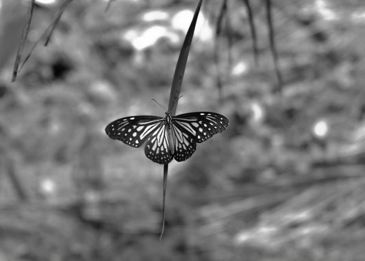 Flutter Ring - SunTouch Jewelry