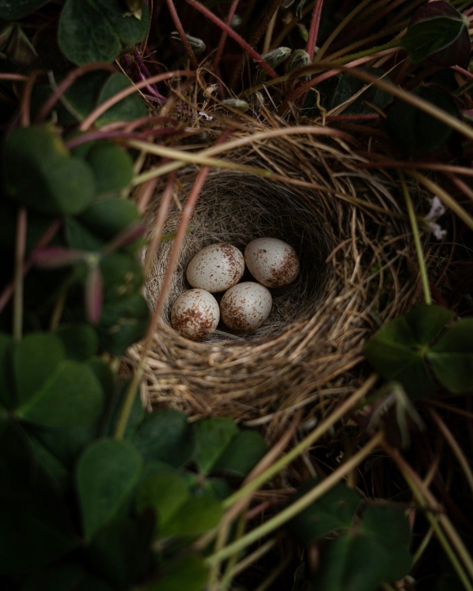 Pearl Nest Ring - SunTouch Jewelry