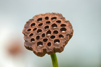 Seedpod Ring - SunTouch Jewelry