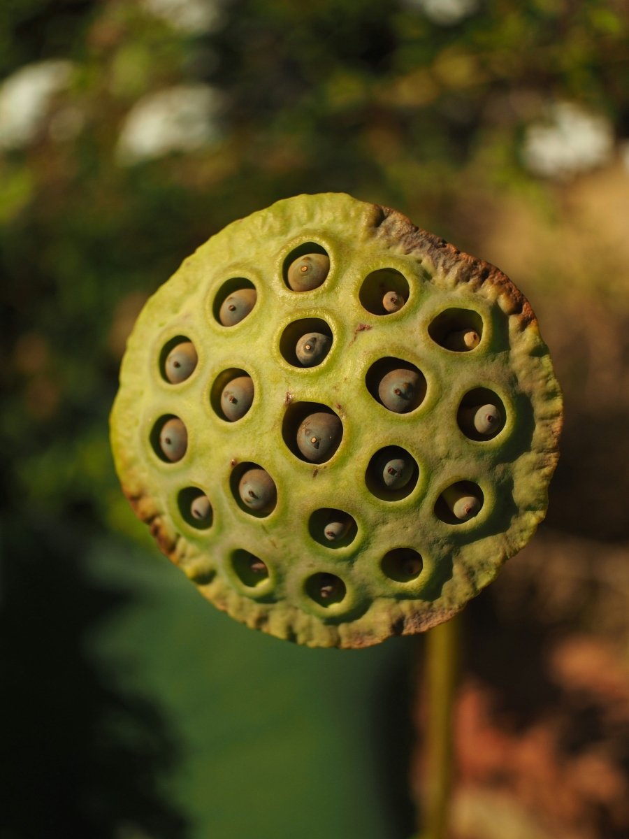 Seedpod Ring - SunTouch Jewelry