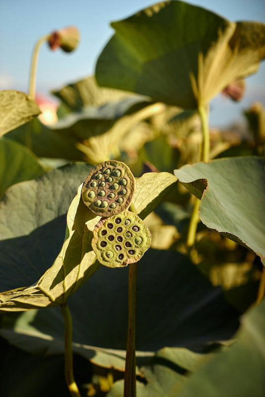 Seedpod Ring - SunTouch Jewelry