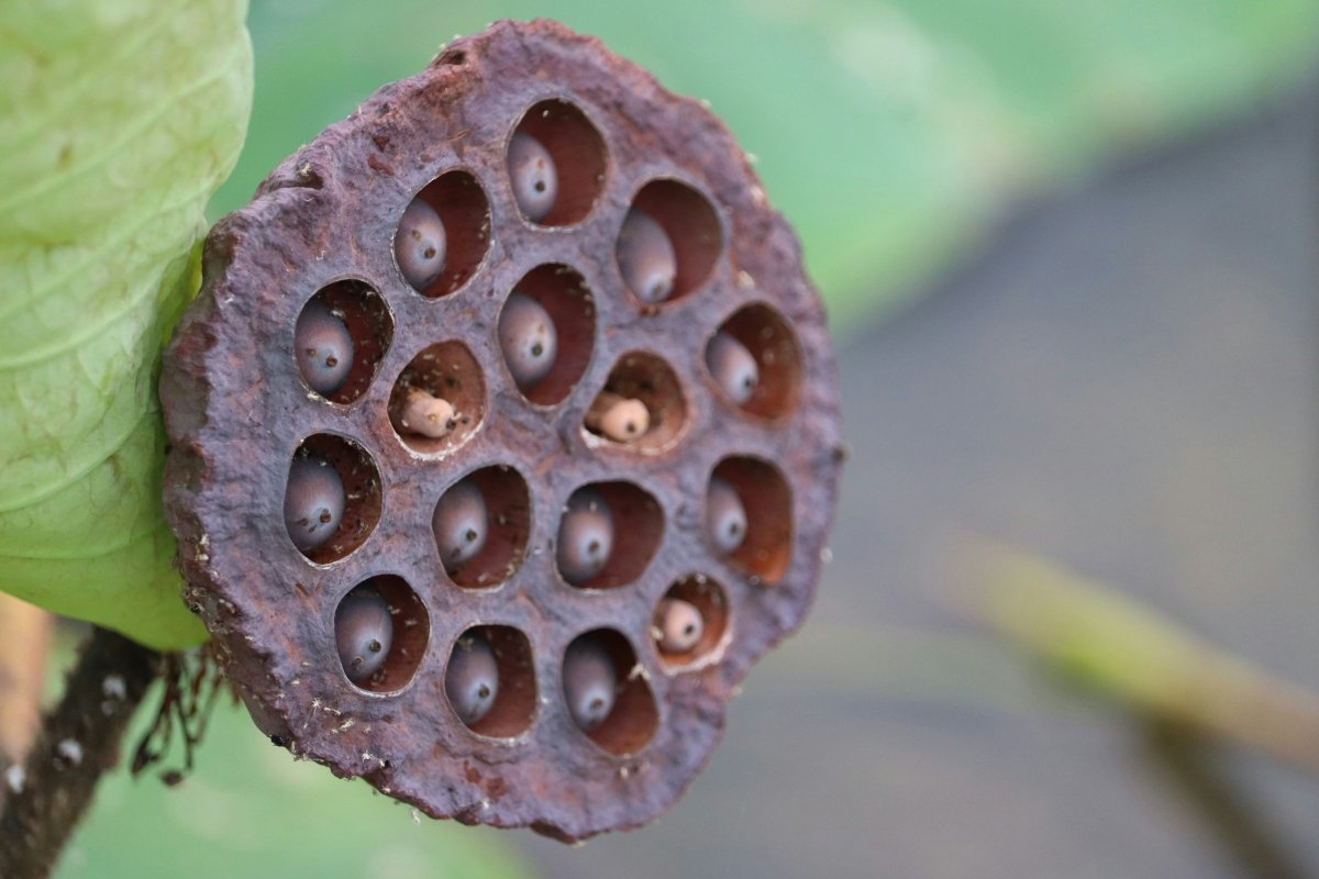 Seedpod Ring - SunTouch Jewelry