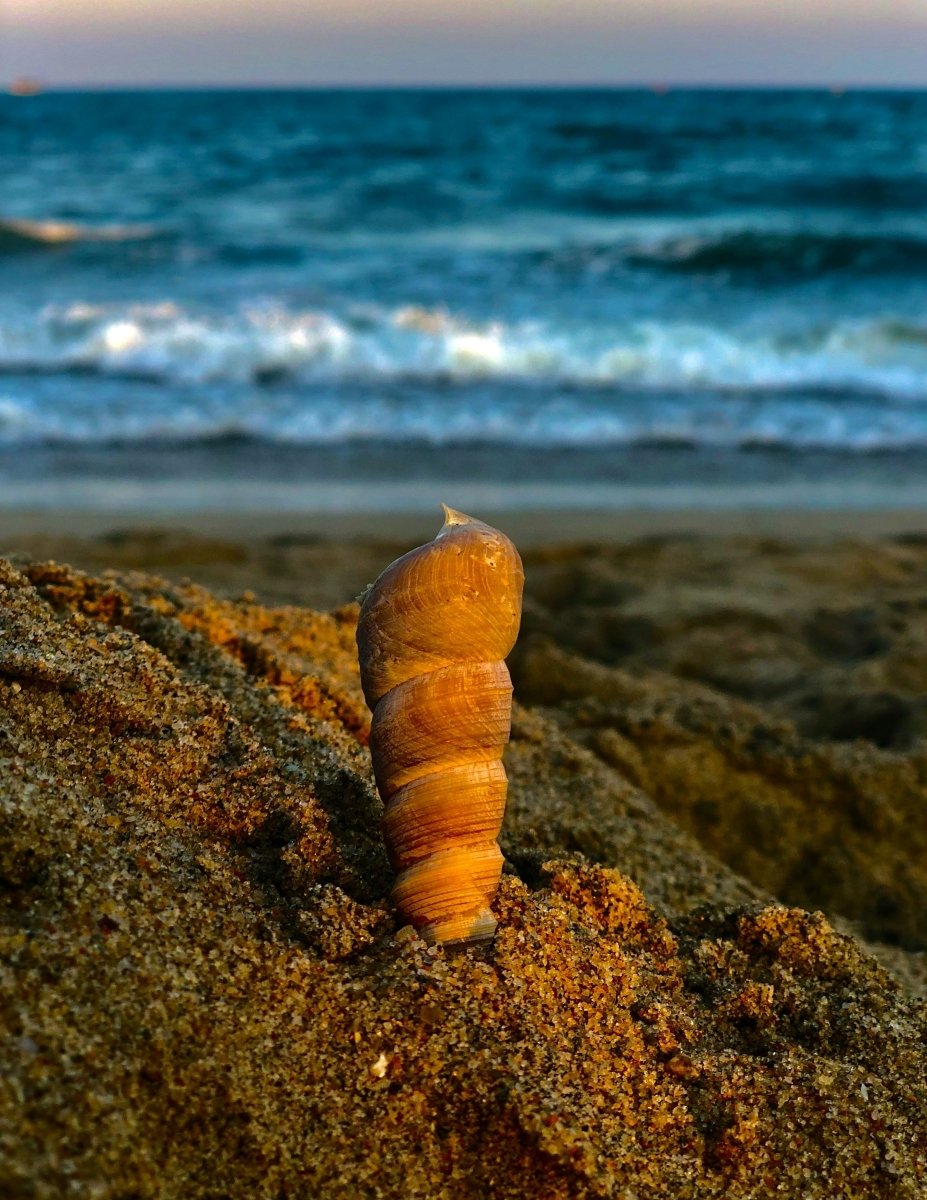 Spiral Shell Pendant - SunTouch Jewelry