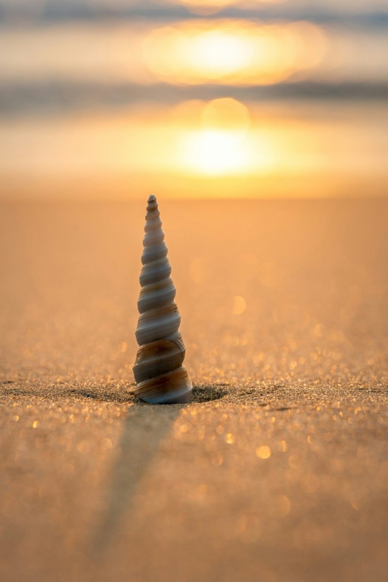 Spiral Shell Pendant - SunTouch Jewelry