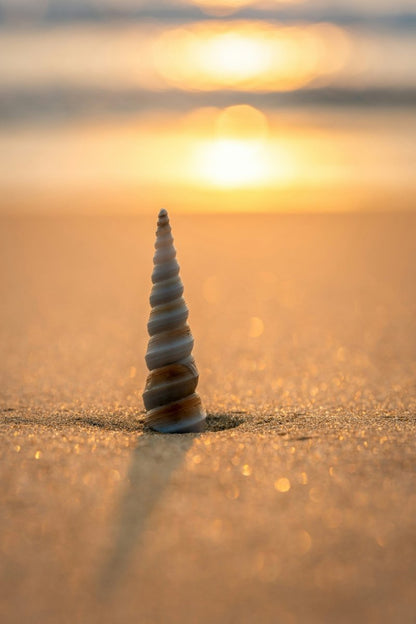 Spiral Shell Pendant - SunTouch Jewelry
