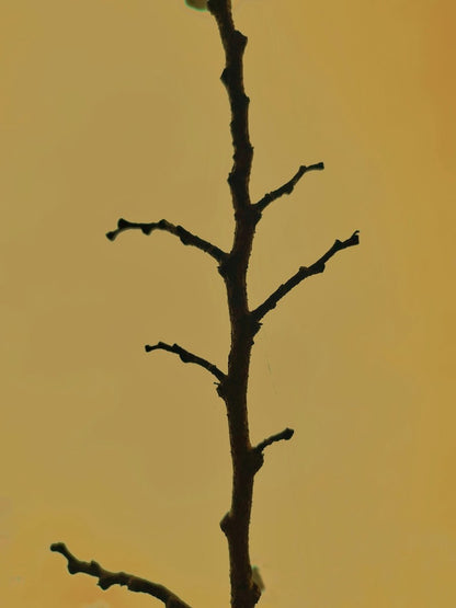 Wild Branch Bracelet - SunTouch Jewelry