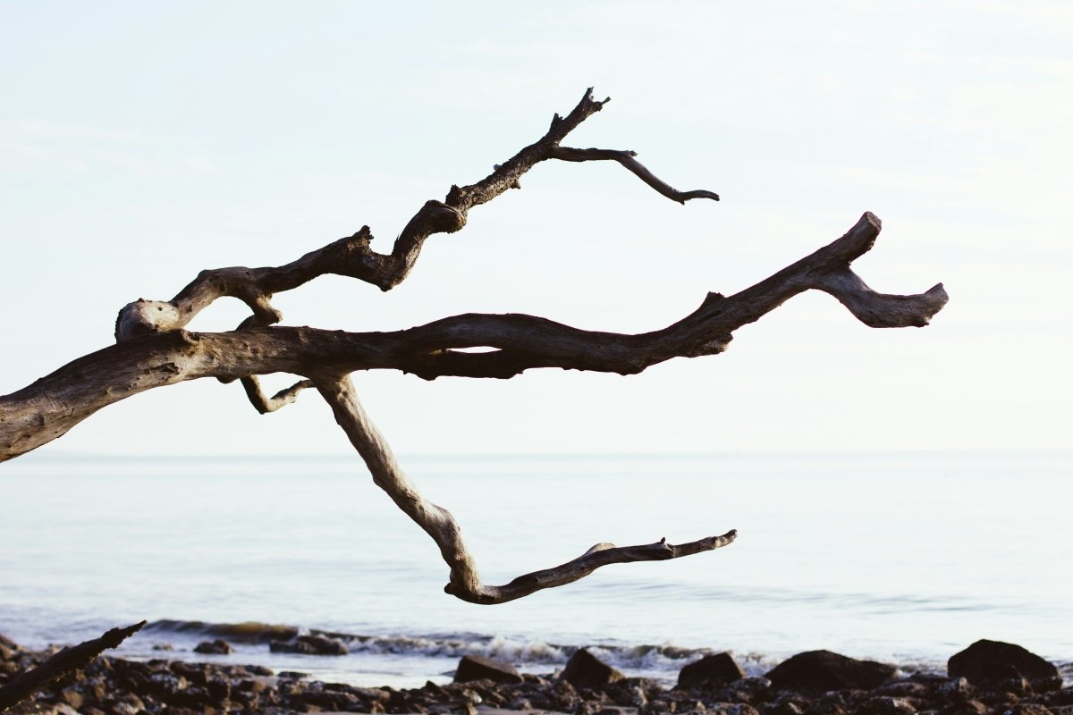 Wild Branch Bracelet - SunTouch Jewelry